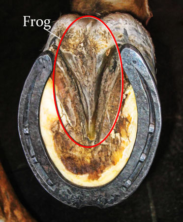 what's the bottom of a horse's foot called
